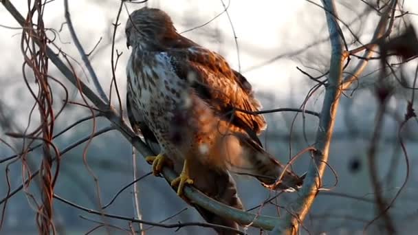 Ein großer braun-weißer Adler, der an einem windigen Herbstabend mit wehenden Federn auf einem Ast im Wald sitzt — Stockvideo