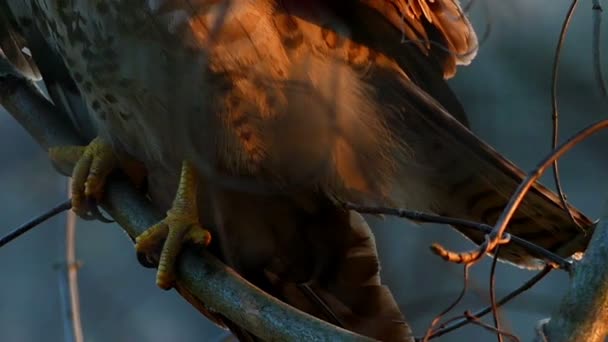 Een indrukwekkend grote gevlekte adelaar met haar gele poten en zwarte klauwen zitten op een boomtak in een bos in de herfst — Stockvideo