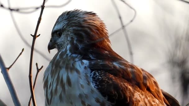 灿烂的斑点鹰在秋天坐在光秃秃的树分支中的一片森林配置文件 — 图库视频影像