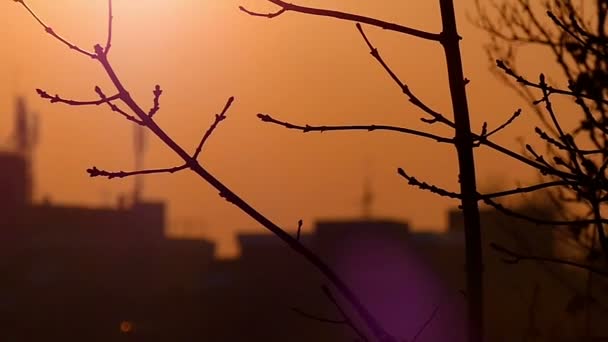 Uma vista de perto em um ramo nu da árvore com vários edifícios no fundo nos raios laranja escuros de um por do sol — Vídeo de Stock