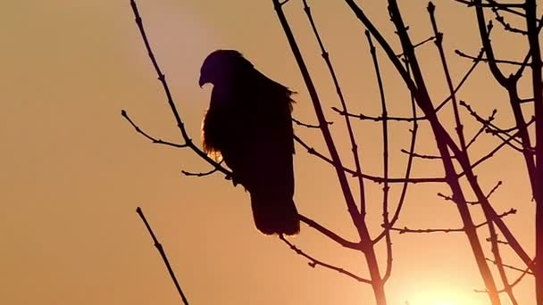 Silhouette di una grande aquila maculata seduta su un ramo di albero nudo in un profilo e improvvisamente decollare in un movimento lento . — Video Stock