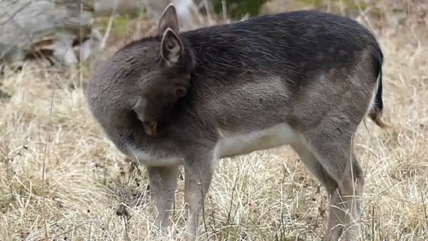 Beauty Brown Small Deer Cleaning Itself in Slow Motion. — Stock Video