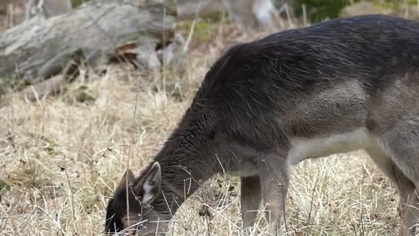 Malé roztomilé hnědé jelen žvýkání trávy ve zpomaleném záběru a dělat krok nohou. — Stock video