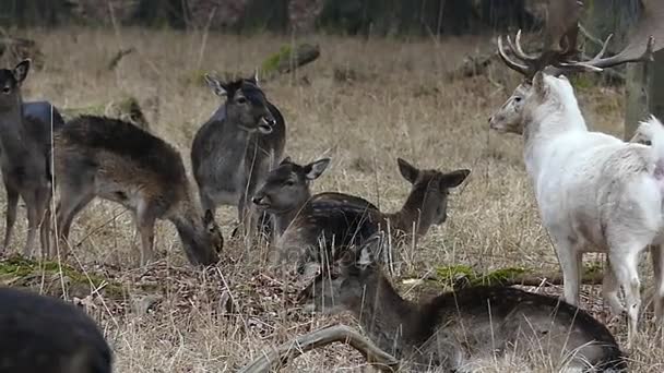 Hirsche spazieren im Wald in Zeitlupe. — Stockvideo