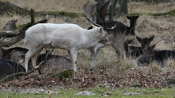 Witte herten met grote horens brult in Slow Motion. — Stockvideo