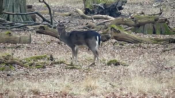 Een grijs hert staan in het bos in Slow Motion. — Stockvideo