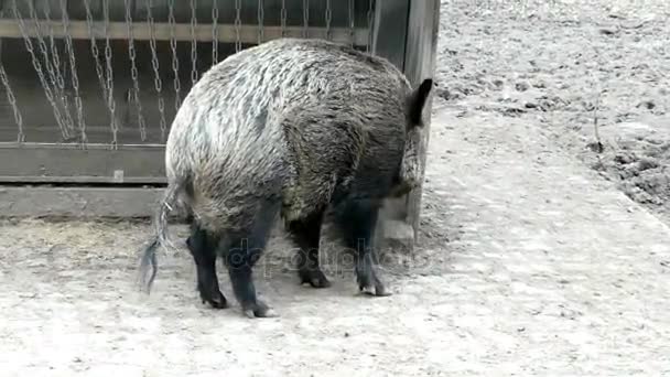 Fat Shaggy Pig wandelingen op de grond en wrijft tegen de muur van een houten trog — Stockvideo