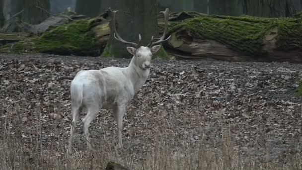 Белый олень с рогами в лесу стоит один . — стоковое видео