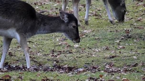 Ciervo blanco con cuernos en el bosque de pie cerca de ciervo marrón en cámara lenta . — Vídeos de Stock