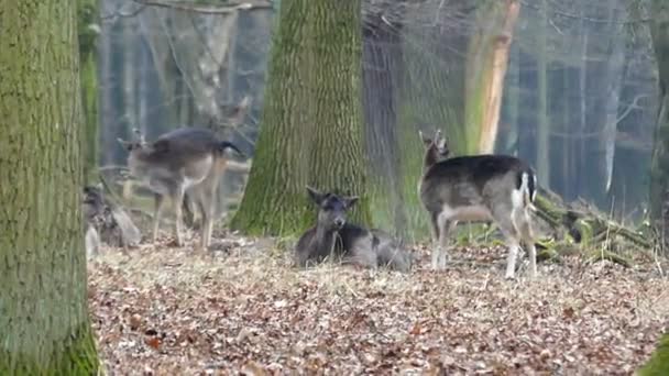 Skupina jelen bez Horn jíst a odpočívat v parku — Stock video