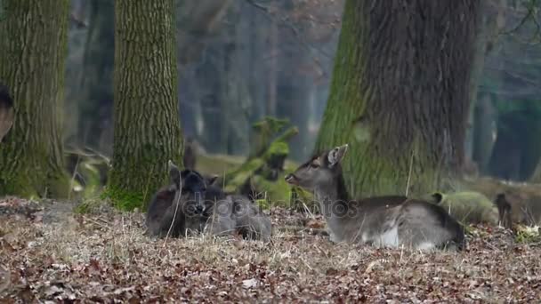 Ein Hirsch steigt auf, und der zweite legt sich hin und kaut das Gras — Stockvideo