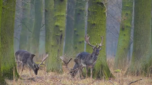 Tres ciervos grandes con cuernos hermosos mastican la hierba en el parque, y uno de ellos va a la derecha . — Vídeos de Stock