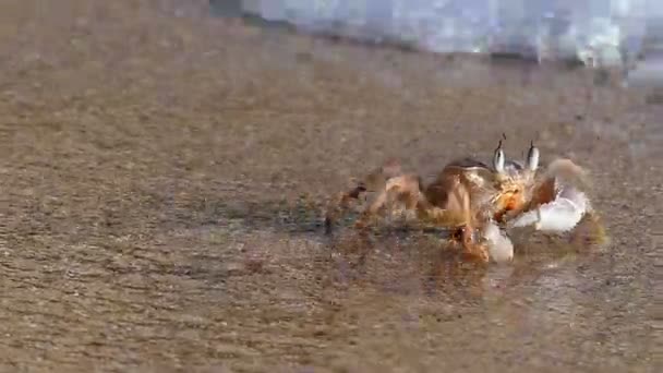 Crabe rampant vers les vagues mousseuses sur le littoral de la mer Baltique par une journée ensoleillée en automne — Video