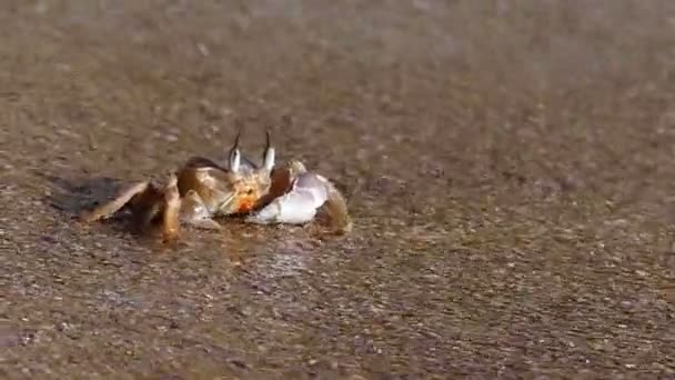 Big Crab está rastejando para as ondas espumosas em movimento lento . — Vídeo de Stock
