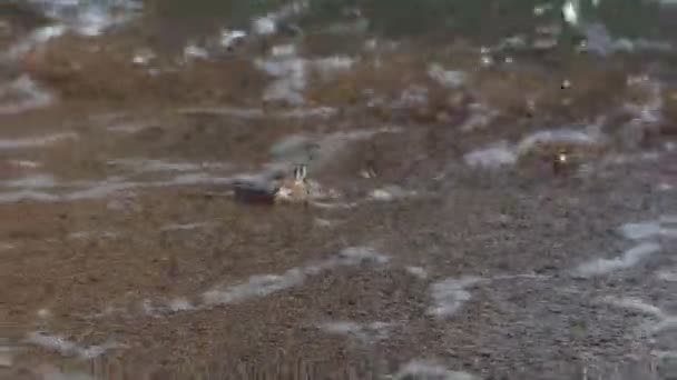 Salpicaduras de olas en la playa del Mar Báltico como primer plano en un día soleado en otoño — Vídeos de Stock