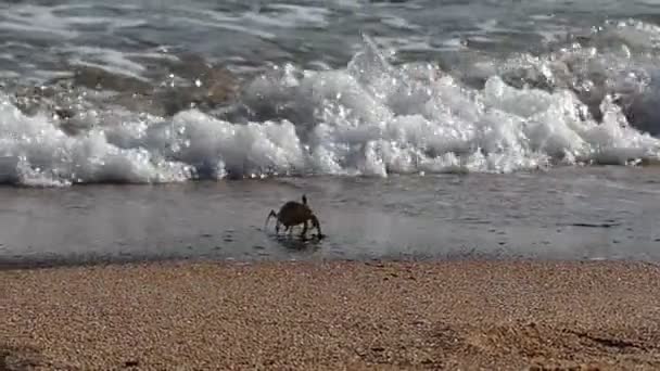 カニの秋は晴れた日にバルト海の海岸の撤兵の泡立つ波にクロールが — ストック動画