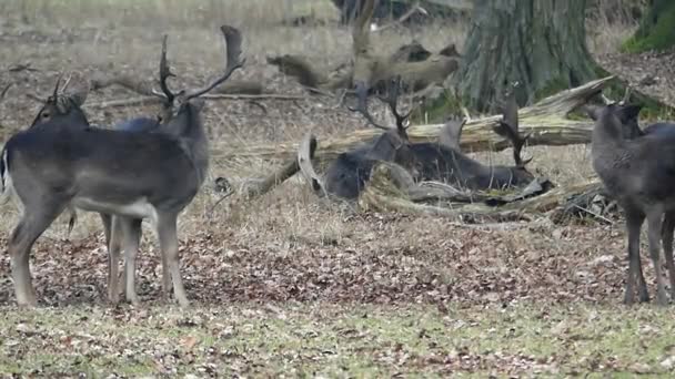 Una manada de ciervos pastando en el bosque . — Vídeos de Stock