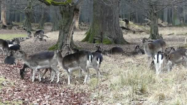 Stádo jelenů pastva v lese. — Stock video