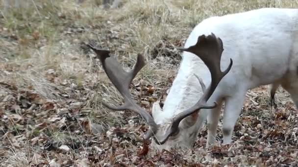 Un ciervo blanco con cuernos comiendo hierba en el bosque . — Vídeo de stock