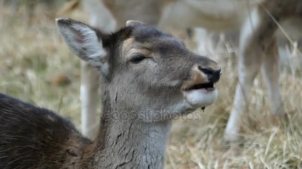 Cervos castanhos comendo castanha Close Up . — Vídeo de Stock