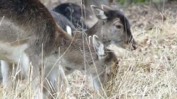 Dua Deer Cute Brown merumput di Lapangan Close Up . — Stok Video