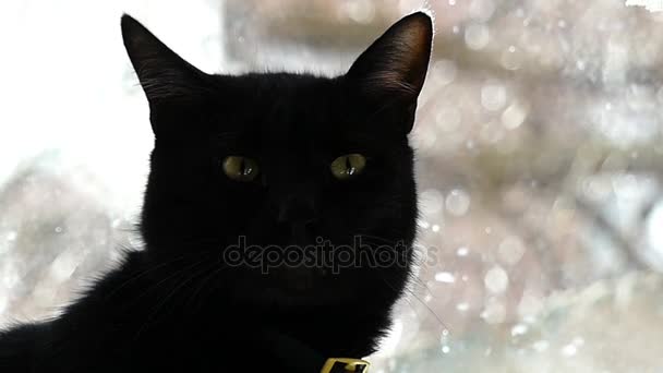 Silueta de un gato negro contra la ventana en cámara lenta — Vídeo de stock