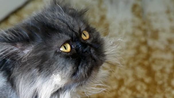 Gato gris oscuro mirando en diferente dirección en cámara lenta . — Vídeos de Stock