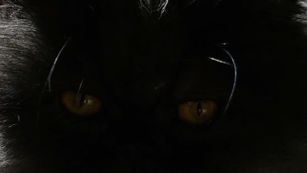 Enge blik van de kat van ogen close-up. — Stockvideo