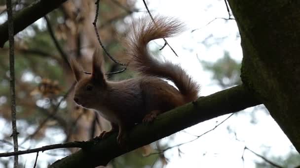 红松鼠在慢动作攀爬在树枝上. — 图库视频影像