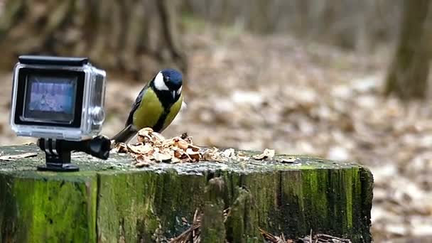 Action Camera Record Stump With Walnuts and Titmouse Take the Nut and Fly Away in Slow Motion. — Stock Video