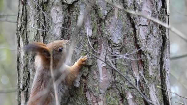 L'écureuil roux parmi les branches des arbres dans la forêt au ralenti . — Video