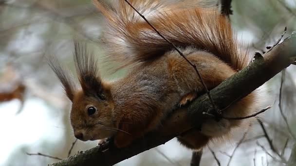 Esquilo vermelho entre as filiais da árvore na floresta em movimento lento . — Vídeo de Stock