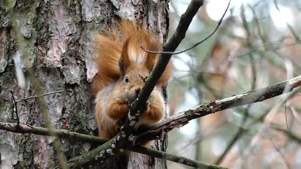 Ardilla roja acostándose en la rama y encontrando comer en cámara lenta . — Vídeos de Stock