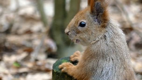 Écureuil dans la forêt mâcher l'écrou au ralenti . — Video