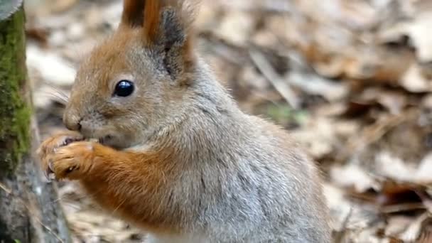 Ardilla en el bosque Masticando la tuerca en cámara lenta . — Vídeos de Stock