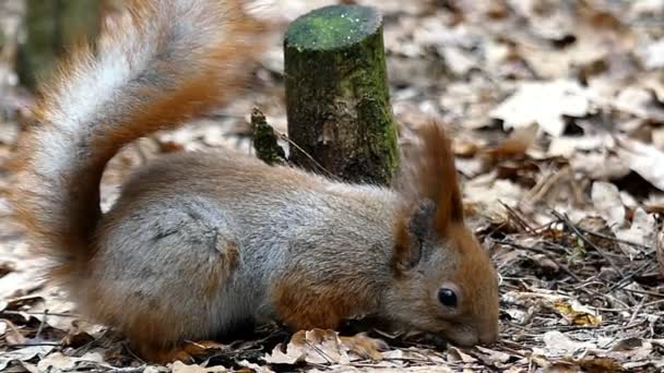 Carino rosso scoiattolo seduto a terra e correre in slow motion . — Video Stock