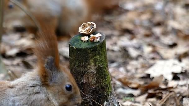 Red Squirrel Out of Focus Eating Nut in Slow Motion. — Stock Video