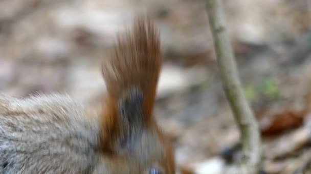 Pluizig Res eekhoorn met grote staart eten en kauwen in Slow Motion. — Stockvideo