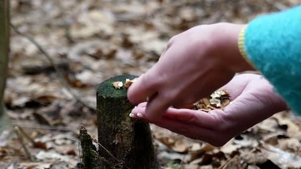 Ruka ženy položte vlašské ořechy na pařezu a volá veverka. — Stock video