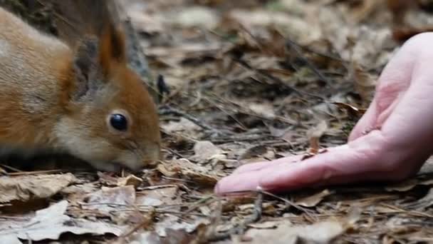 Esquilo vermelho comendo nozes em câmera lenta . — Vídeo de Stock