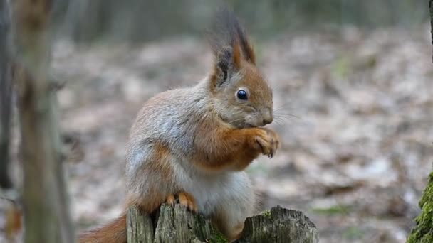 Ardilla esponjosa comiendo nueces en cámara lenta . — Vídeos de Stock