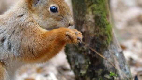 Mano con noci e scoiattolo che vengono a mangiare questo cibo in movimento lento . — Video Stock