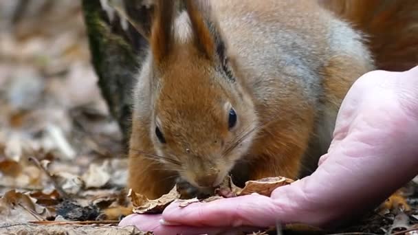 Main aux noix et écureuil mange au ralenti Fermer . — Video