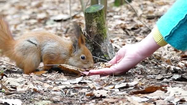 Ruka s ořechy a veverky, které přicházejí k jídlu to jídlo v pomalém pohybu. — Stock video