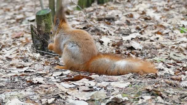 Ardilla roja acostada en el suelo y comiendo nueces en cámara lenta. Vista trasera . — Vídeos de Stock