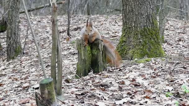 Écureuil rouge mignon assis sur la souche et courir à un autre au ralenti . — Video