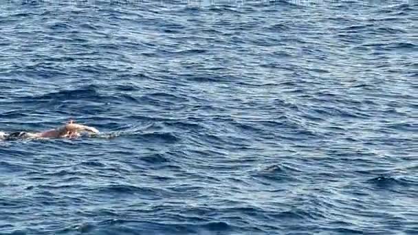 Mannen bad i blå havet med Mask och Snorkel i Slow Motion. — Stockvideo