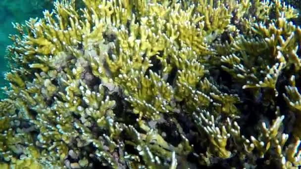 Recife de Coral bonito com peixes Close up em câmera lenta — Vídeo de Stock