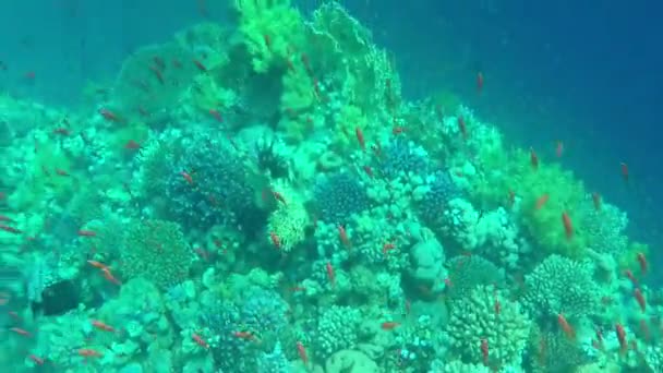 Arrecife rocoso con coloridos corales y peces pequeños en el océano azul en cámara lenta — Vídeo de stock