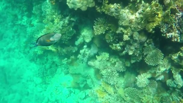 O movimento de um belo peixe listrado no Mar Vermelho em câmera lenta — Vídeo de Stock
